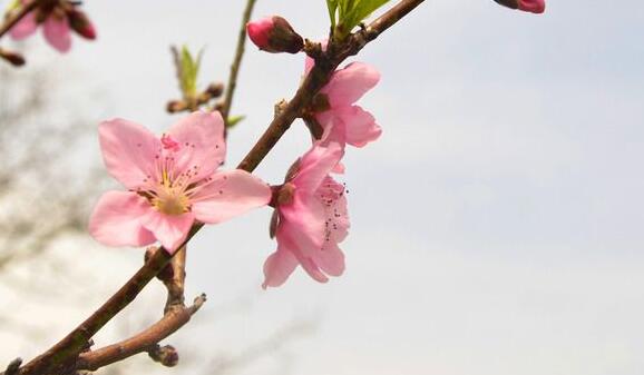 查属相的桃花位_五行查属相对照表_婚嫁吉日按属相怎么查