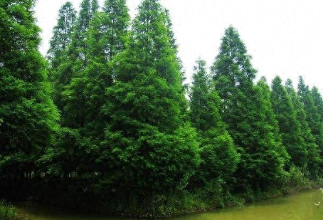 土命男和木命女_松柏木命是什么意思,屋上土命好不好_命格松柏木是什么意思