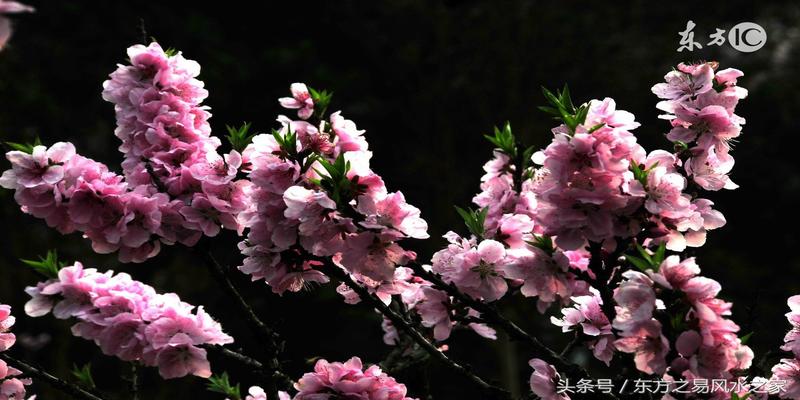 紫微斗数代表桃花的星曜_紫微斗数桃花诸曜_紫薇桃花